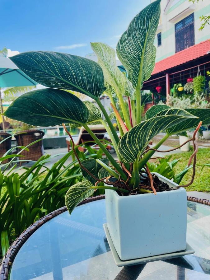 شقة Hoi An Cabbage Garden المظهر الخارجي الصورة