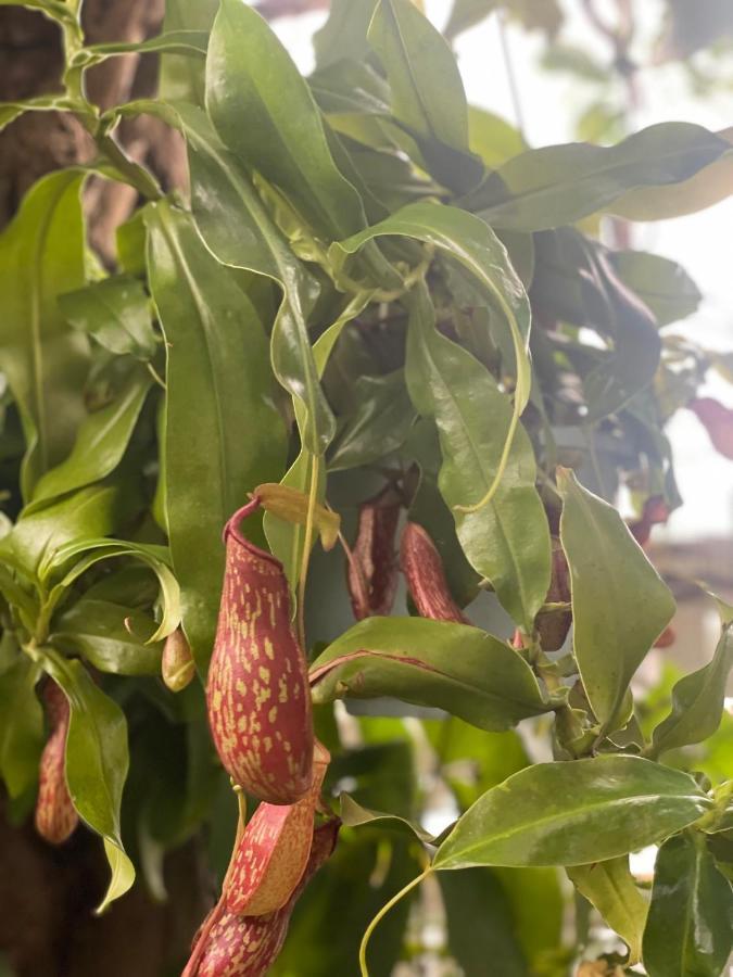 شقة Hoi An Cabbage Garden المظهر الخارجي الصورة