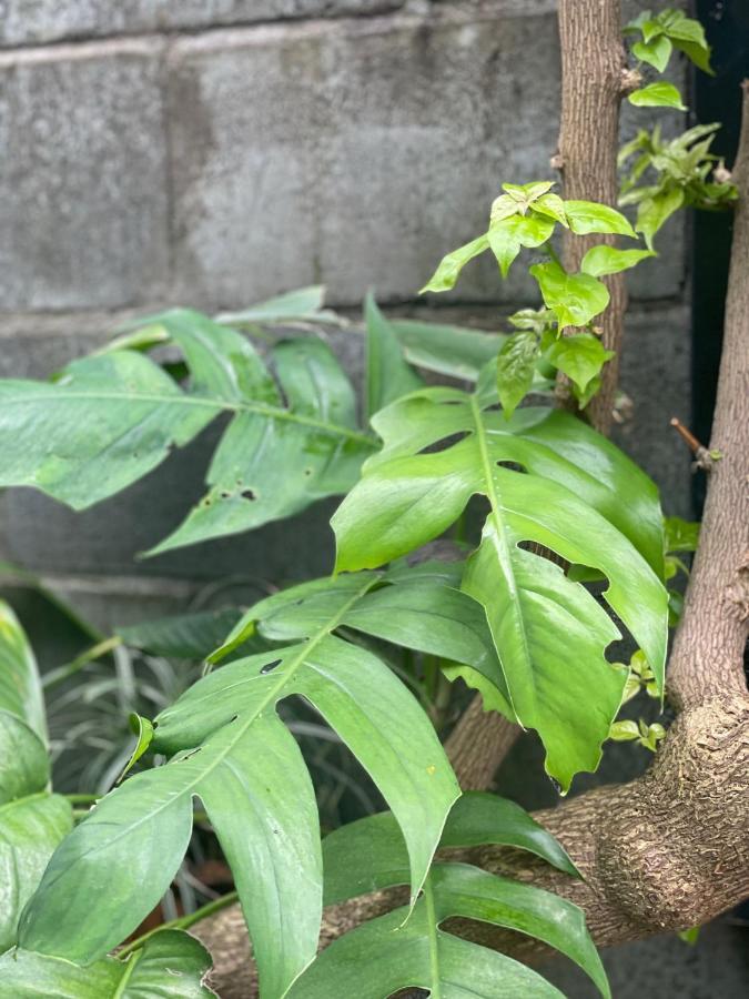 شقة Hoi An Cabbage Garden المظهر الخارجي الصورة