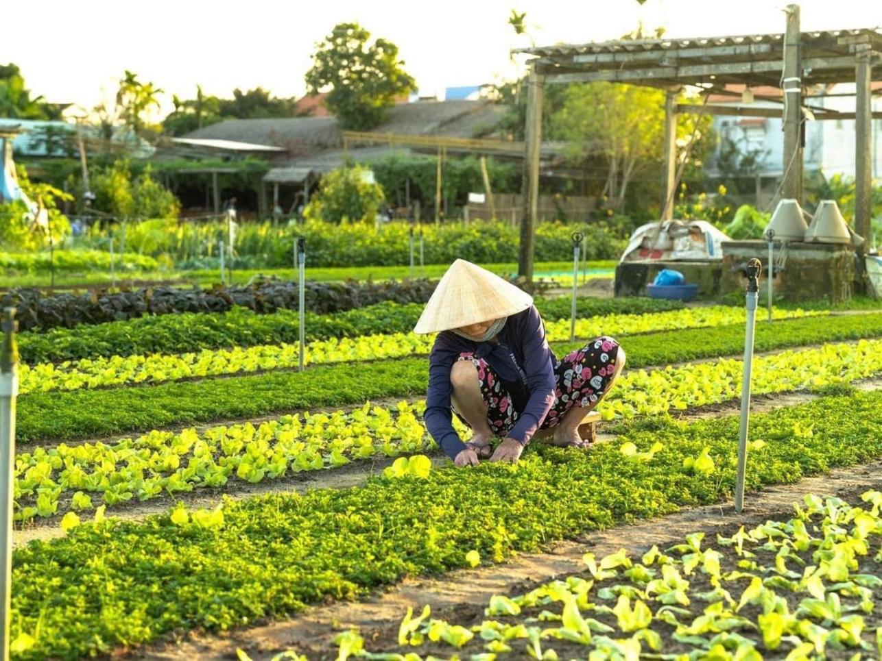 شقة Hoi An Cabbage Garden المظهر الخارجي الصورة